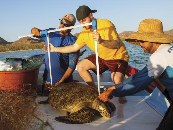 Scientists in a boat on the water, measuring a turtle