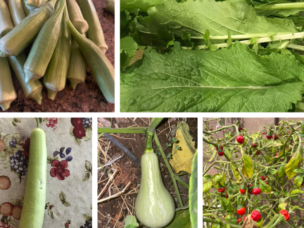Photos from Dr. Nyaupane's garden